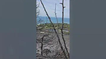 Огненный апокалипсис в Дюрсо. Курорт на выжженной земле.