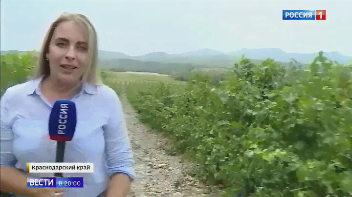 Виноград для Шардоне: как его готовят в поселке Абрау