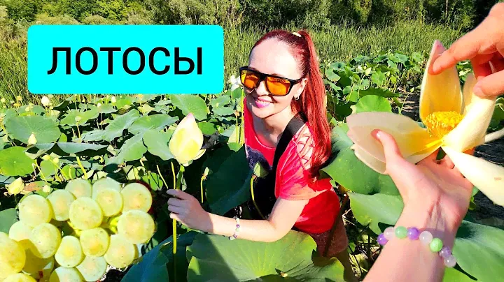 #118 Лотосы 2024 в Абрау-Дюрсо. Озеро Бам #леснаяцаревна #пойдемсомной #sumkiberry