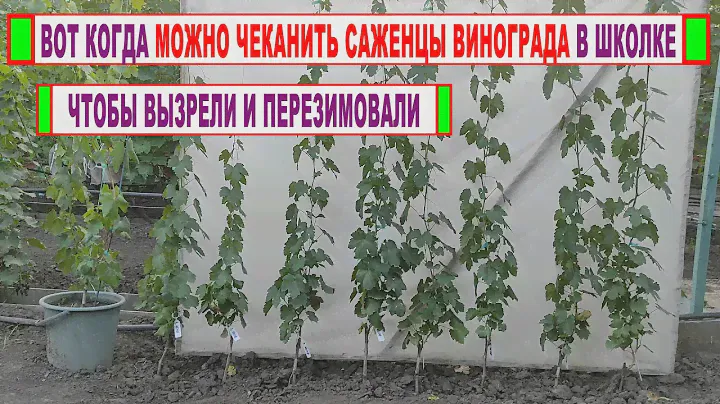 🍇 Пошагово! Как подготовить САЖЕНЦЫ ВИНОГРАДА к чеканке и вызреванию. Что и как влияет на вызревание