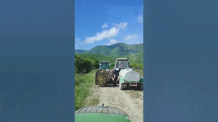 Абрау-Дюрсо. Работа, виноградник.