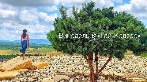 Винодельня «Гай-Кодзор»