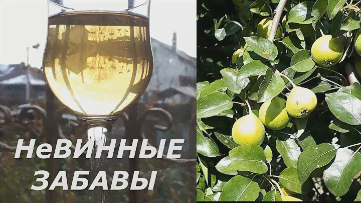 Делаем грушевый сидр в домашних условиях!