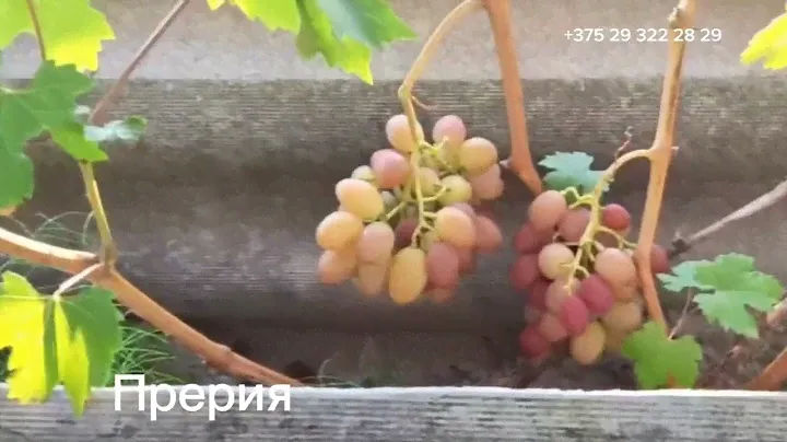 Новые ГФ винограда на втором участке. Беларусь.