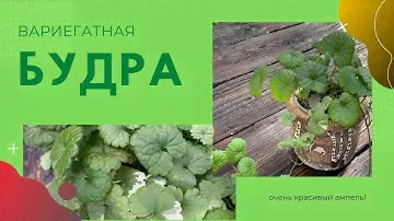 БУДРА. ВЫРАЩИВАНИЕ в саду и ОБЗОР моих растений, ей не нужен УХОД и это не сорняк))